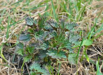 Poster - Young nettle 1