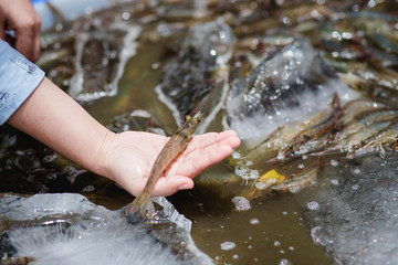 Hand holding white shrimp On a blurred background of white shrimp in a bucket