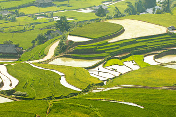 Nice landscape of terraced fields in Mu Cang Chai, Vietnam in rice planting season.  D