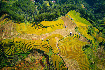 Nice ripen rice terraces viewed from a drone.