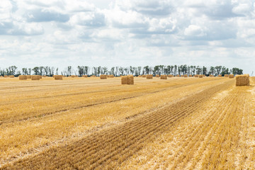 Wall Mural - harvested grain cereal wheat barley rye grain field, with haystacks straw bales stakes cubic rectangular shape on the cloudy blue sky background, agriculture farming rural economy agronomy concept