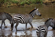Zebra (Equus quagga)