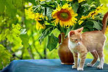 Beautiful Red Kitten On The Table Next To Sunflowers In A Vase
