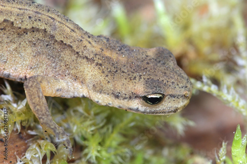 Fotografía Lissotriton vulgaris, known as the smooth newt or the common newt