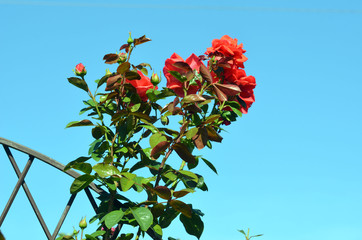 Wall Mural - Beautiful rose flower in garden.