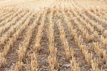 Wall Mural - grains, wheat, cereals field after harvesting agriculture farming rural economy agronomy