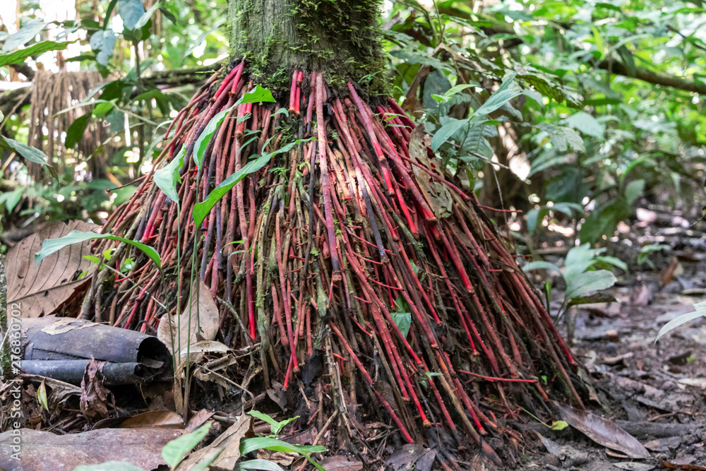 Blurred background with roots of rainforest, Amazon River basin in ...