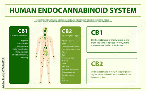 Fotomural Human Endocannabinoid System - Endocannabinoid System horizontal infographic illustration about cannabis as herbal alternative medicine and chemical therapy, healthcare and medical science vector