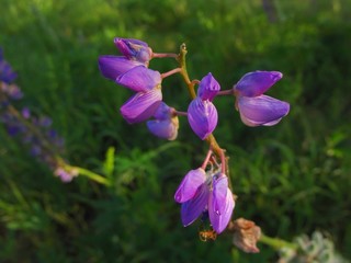 Wall Mural - Lupines on the wrong site - destruction of a lowland meadow