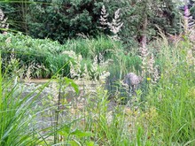 Small Romantic Lake With Reeds, Bamboo And Trees And A Stone Bench - A Small Biotope In Leipzig