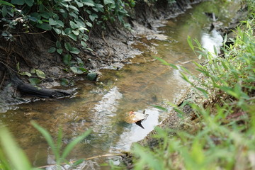 stream in forest