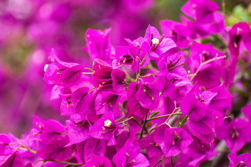 Wall Mural - Purple bougainvillea plants