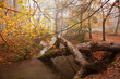 canvas print picture Autumn