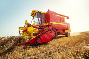 Harvesting wheat harvester on a sunny summer day