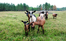 Thoroughbred Goats Eating  At The Goats Farm 
