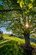 © schame87 - afternoon sun behind a linden tree on a hill im Emmental