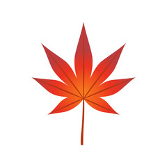 maple leaf isolated on white background