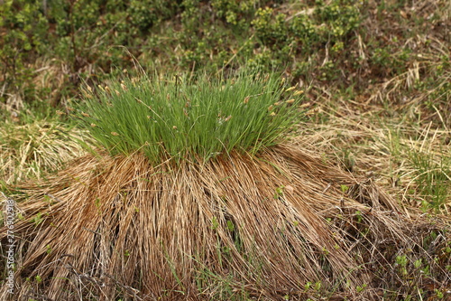 Cuadros en Lienzo Dense hassock of Carex nigra, the common sedge