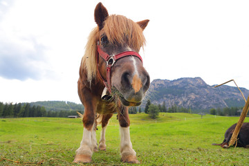 Pony on the Dolimite - Italy