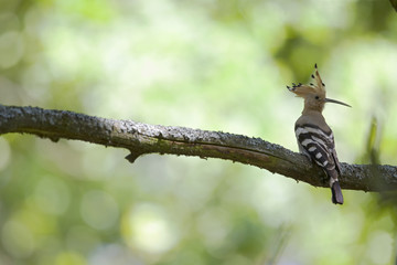 Wall Mural - An adult Eurasian hoopoe (Upupa epops) perched in a forest on a branch ready to feed its young in Germany Brandenburg.