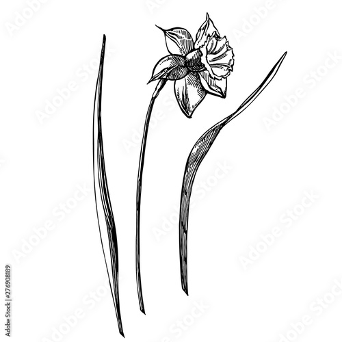 Daffodil or Narcissus flower drawings. Collection of hand drawn black and whi...