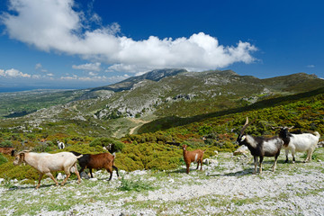 Poster - Ziegen im Dikeos-Gebirge auf der griechischen Insel Kos