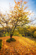Les couleurs du cerisier en automne, le tapis de feuilles au pied du cerisier