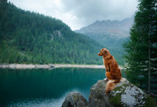 Nova Scotia Duck Tolling Retriever Red Dog On A Mountain Lake. Travel And Hike With A Pet.
