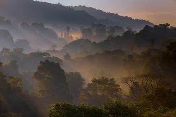 Plakat świt kostaryka drzewa natura dżungla