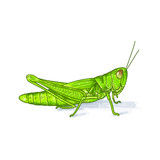 Fototapeta Storczyk - grasshopper color green vector illustration on white background isolated flat design