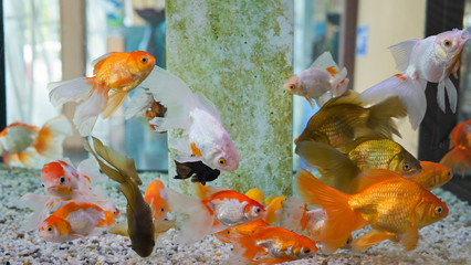 Wall Mural - Group of gold fish swimming in Aquarium, Fish Tank, with Coral Reef, Animals, Nature.