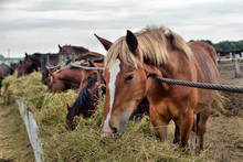 Horses Eating Hay On The Farm