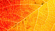 Feuille d'automne, en plan rapproché, couleurs chaudes, le réseau des nervures