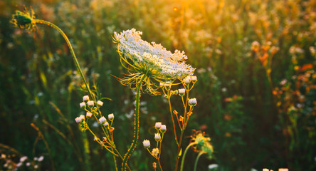 Poster - The beautiful field on the sunset and different wildflowers in front of it