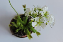 A Close-up Of Flowering Venus Flytrap, White Background