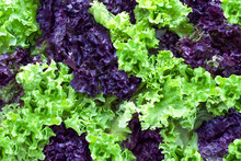 Fresh Purple And Green Curly Salad Background. Healthy Lifestyle Concept