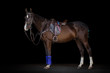 Portrait of a chestnut horse in sport style on black background isolated: bridle, saddle, reins