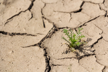 cracked from the Sun Earth and green plant.