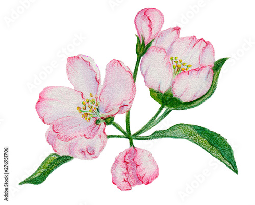 watercolor drawing of leaves and flowers of apple