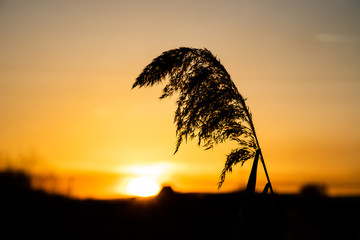 Sunset view with orange sky and leaf silhouette