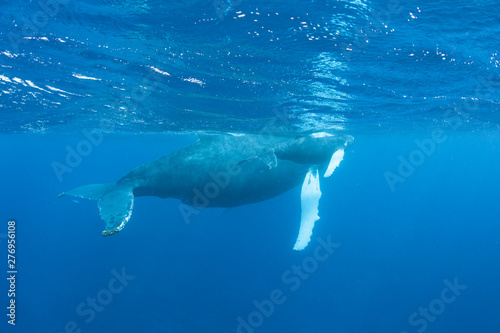 Mother And Calf Humpback Whales Megaptera Novaeangliae Swim In
