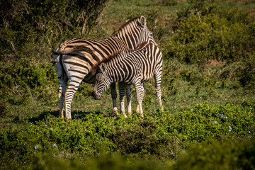 zebras