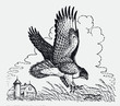 Red-tailed hawk buteo jamaicensis hunting mouse in field near farm house, after antique engraving