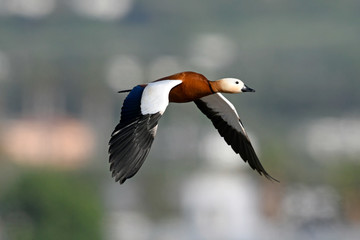 Wall Mural - fliegende Rostgans (Tadorna ferruginea) - Ruddy shelduck