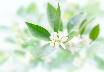 Wall Mural - Neroli flowers and buds after spring rain on the blurred garden background. Azahar blossom.