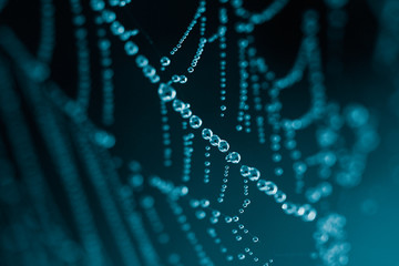 Wall Mural - spider web covered water bubbles