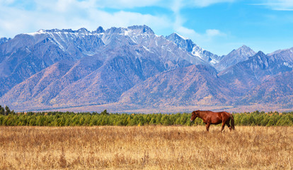 Wall Mural - beautiful autumn landscape with a grazing brown horse on a yellowed meadow against the background of