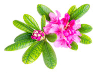 Pink Rhododendron Flower With Green Leaves Isolated On White Background. 