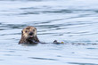 Sea Otter pup swimming in the sea with tongue sticking out
