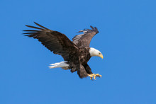 Bald Eagle Landing With Wings Spread